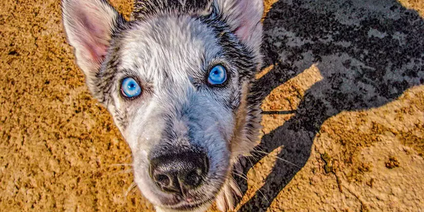 30_wet_dogs_opening_reception.webp