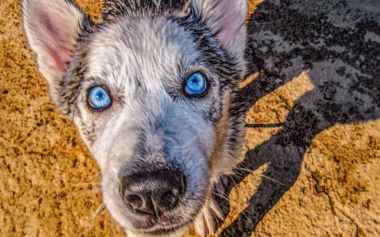 Image: "30 Wet Dogs" Opening Reception
