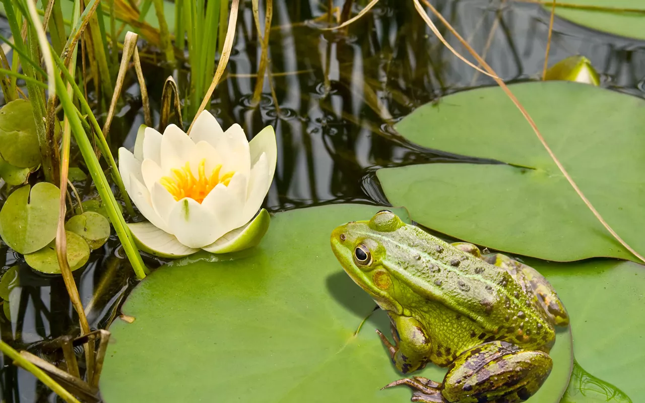 Image: 31st Annual Austin Pond Tour