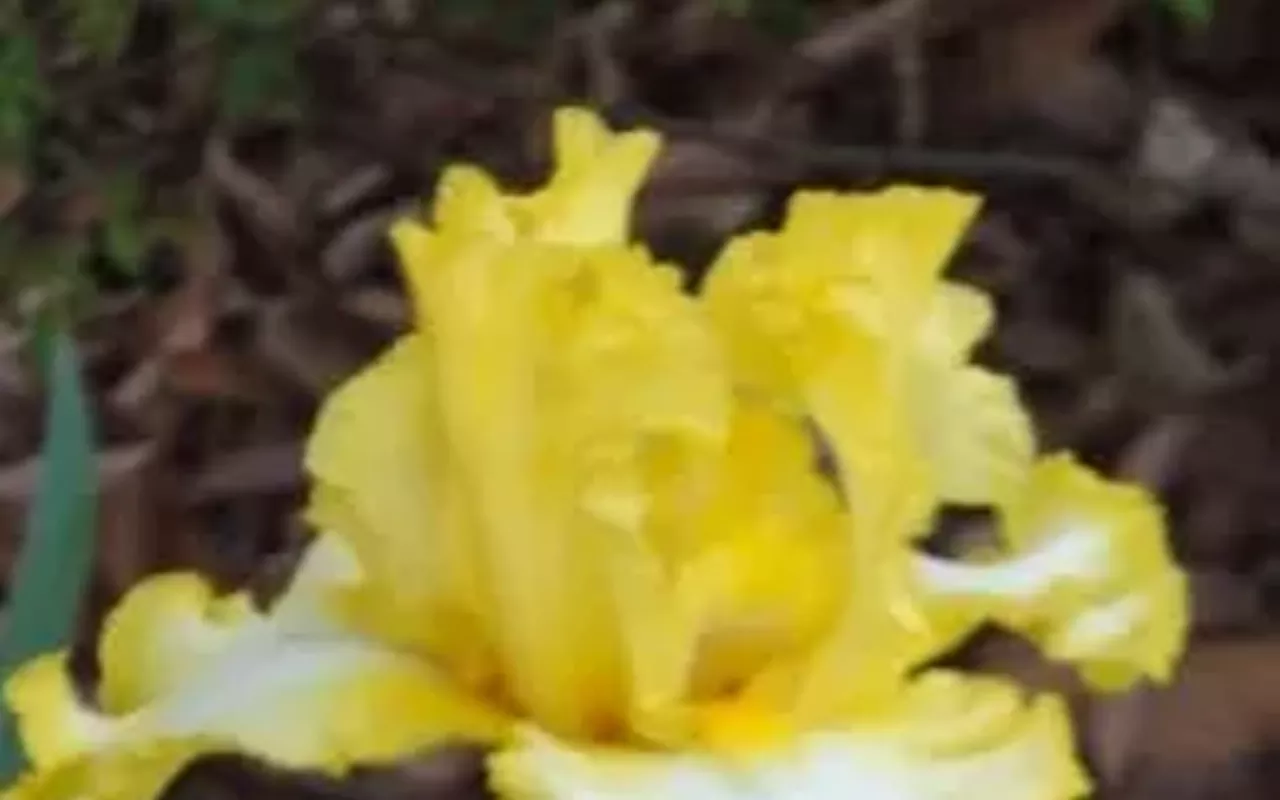 Image: Annual Iris Rhizome Sale