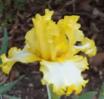Image: Annual Iris Rhizome Sale