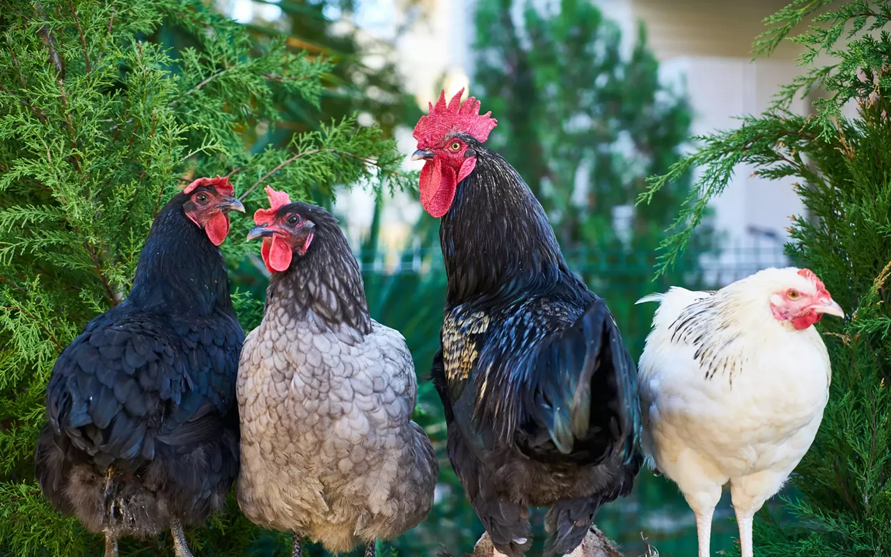 Image: Backyard Chickens 101: A Practical Guide to Raising Chickens in Austin