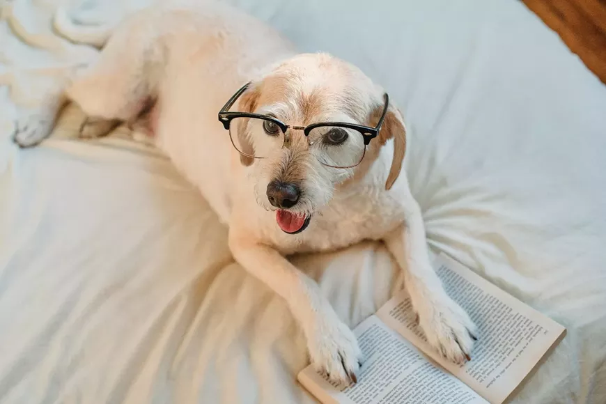 40._Barking_Book_Buddies_Photo_by_Samson_Katt_horiz-resized-to-large.jpeg