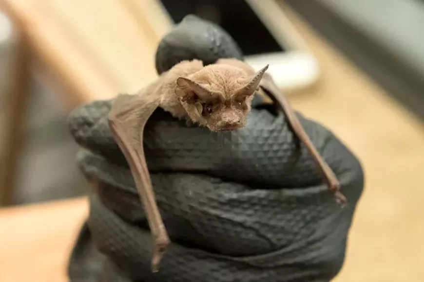 ja-news-austinbatrefuge8.webp