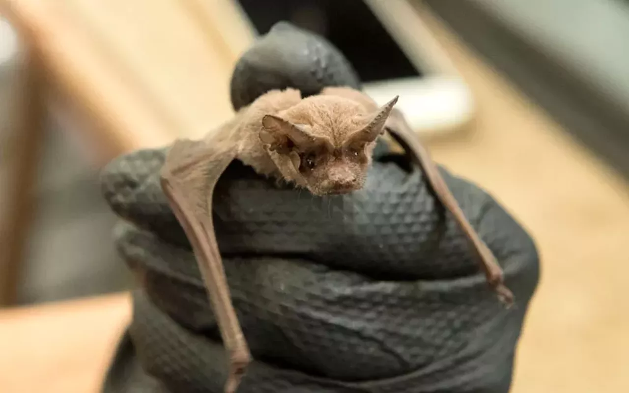 Image: Bat Day: Appreciating Our Nocturnal Friends
