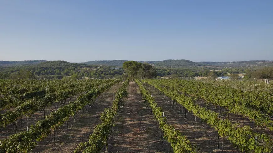 _medium_bendingbranchwinery_81461-2.webp