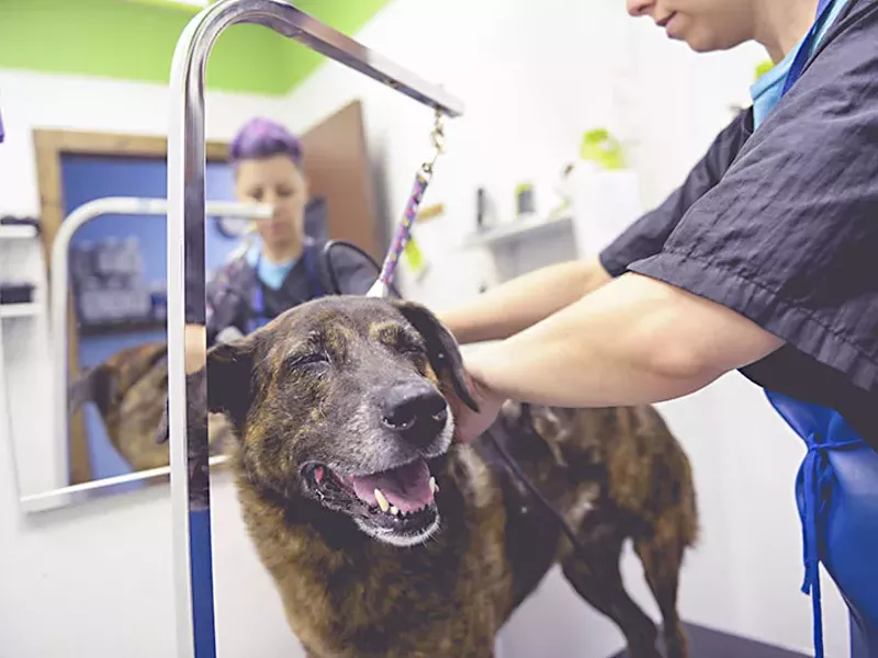 Image: Best Doggie Day Care