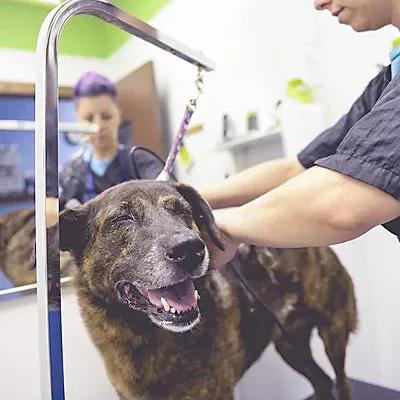 Image: Best Doggie Day Care