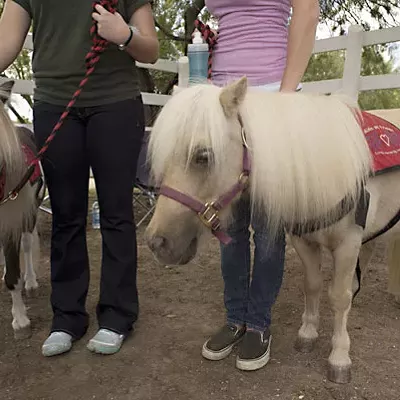 Image: Best Mini Horse Luv