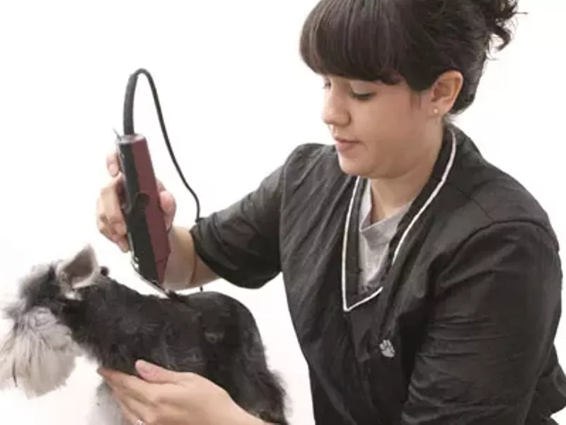 Image: Best Pet Groomer