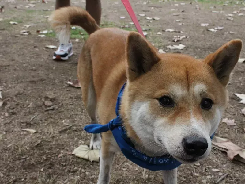 Image: Best Pup &ldquo;Parēdo&rdquo;