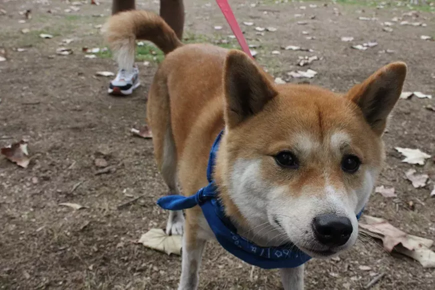 SPORTS_ShibaATX2_Gizmo_Courtesy-of-JASGA.jpg