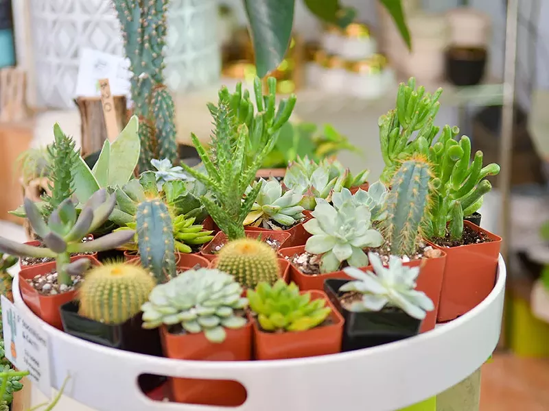 Image: Best Way to Prick Up Your Garden