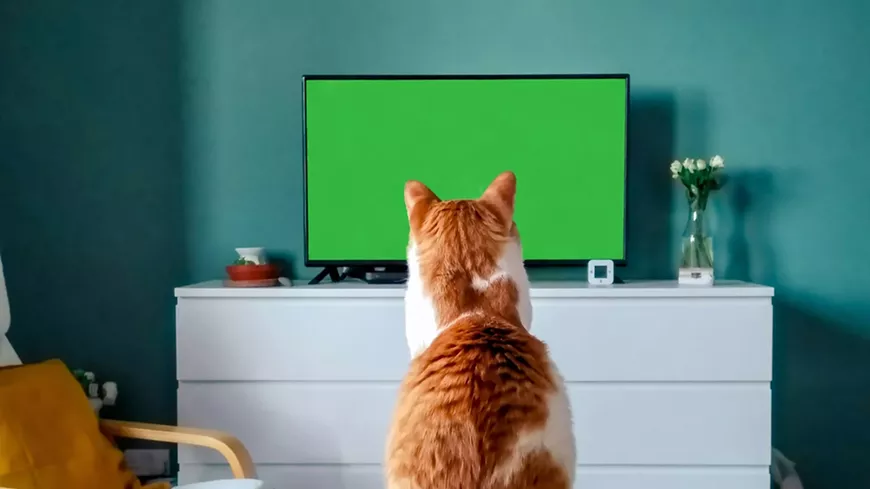 3._catvideofest_via_alamodrafthouse.com.webp