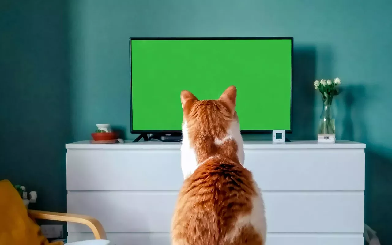 Image: CatVideoFest