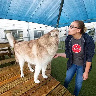 Image: Doggie Day Care