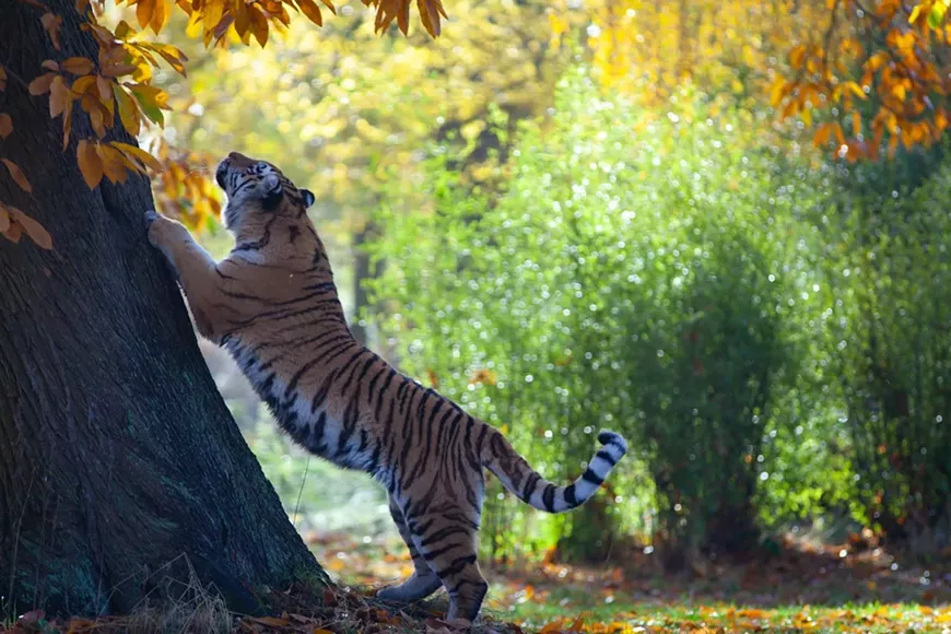 tiger-5770542_1280.webp