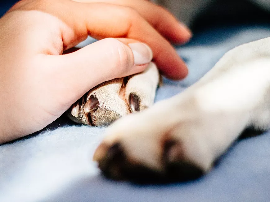 service_compassionate_pet_vet_getty.webp