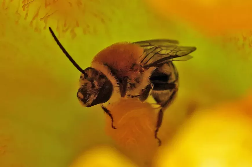A Pruinose Squash Bee (Xenoglossa pruinosa) at Gus Garcia Community Garden in Austin.