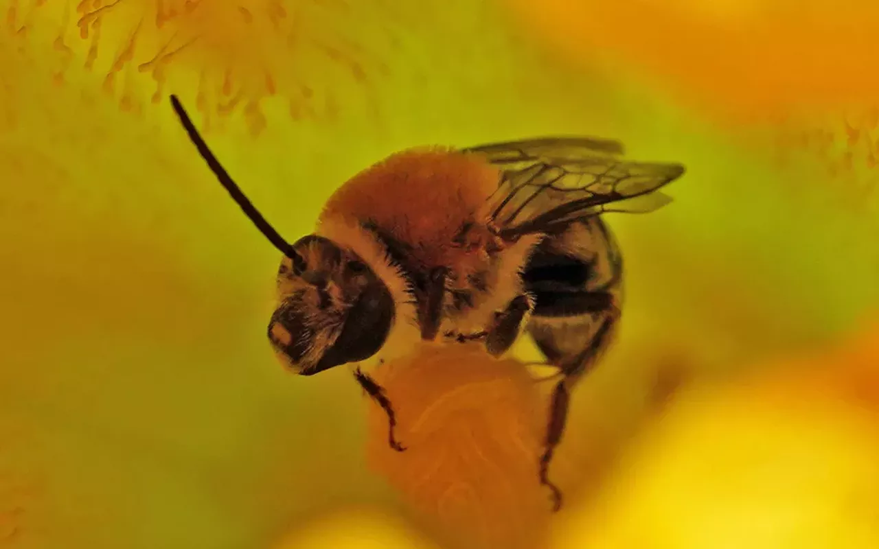 Image: Get to Know Austin's Native Bees!
