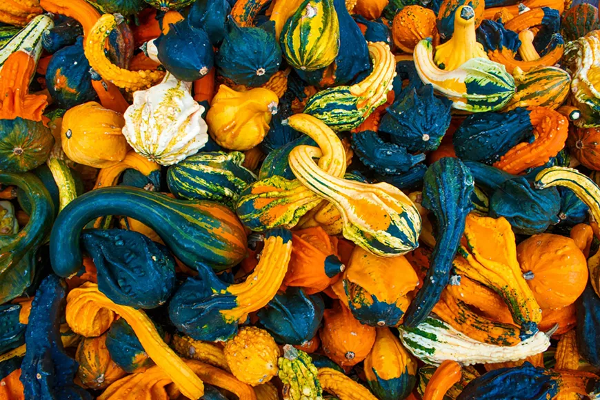 38._gourds_101_photo_by_jan_huber_via_unsplash.webp