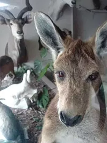 Image: Hill Country Wildlife Museum