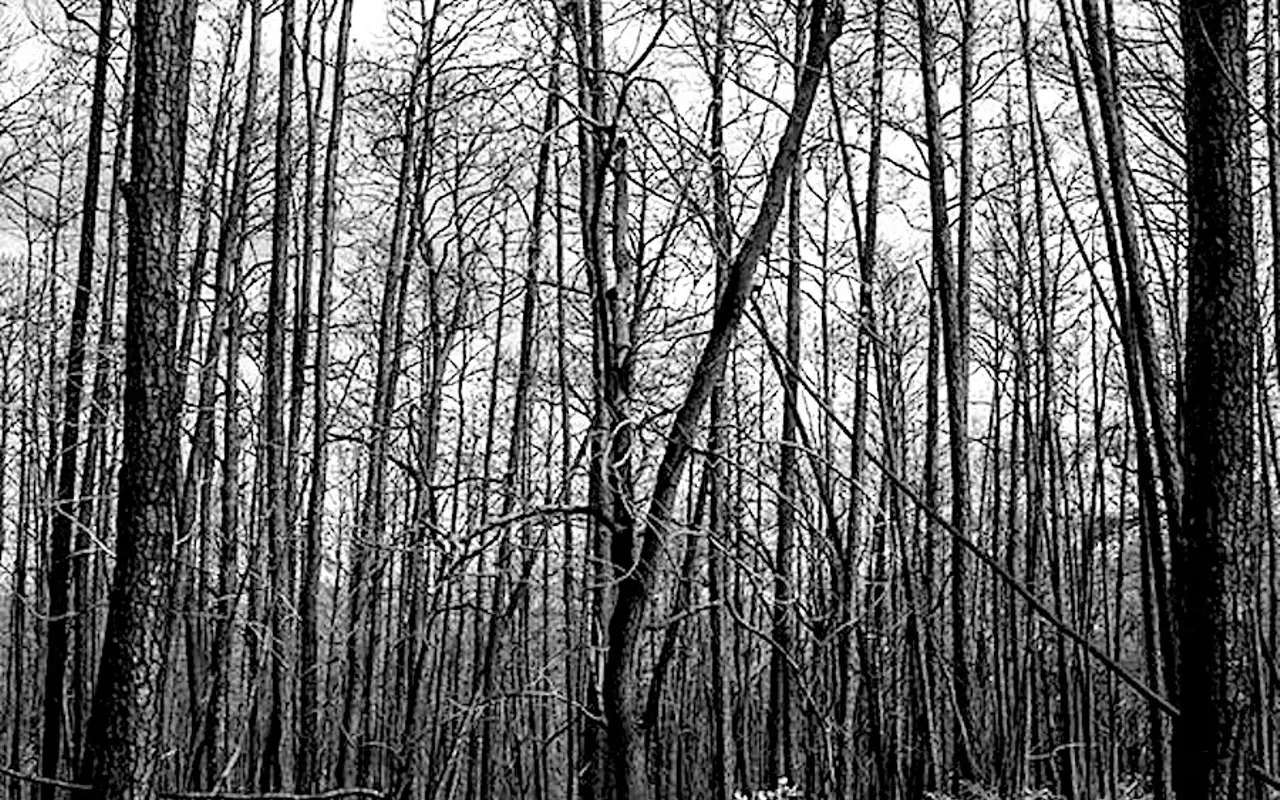 Image: Lora Reynolds Gallery: Lost Pines
