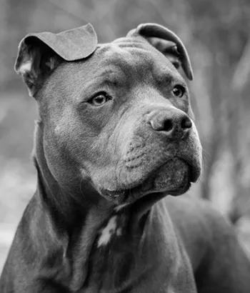 Image: Love-A-Bull Pet of the Month Launch