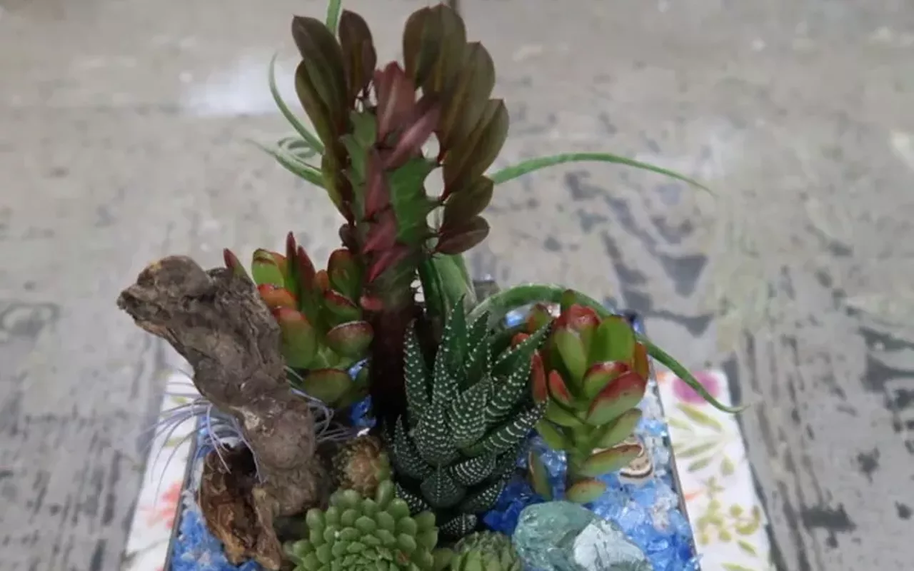 Image: Make a Modern Succulent Arrangement