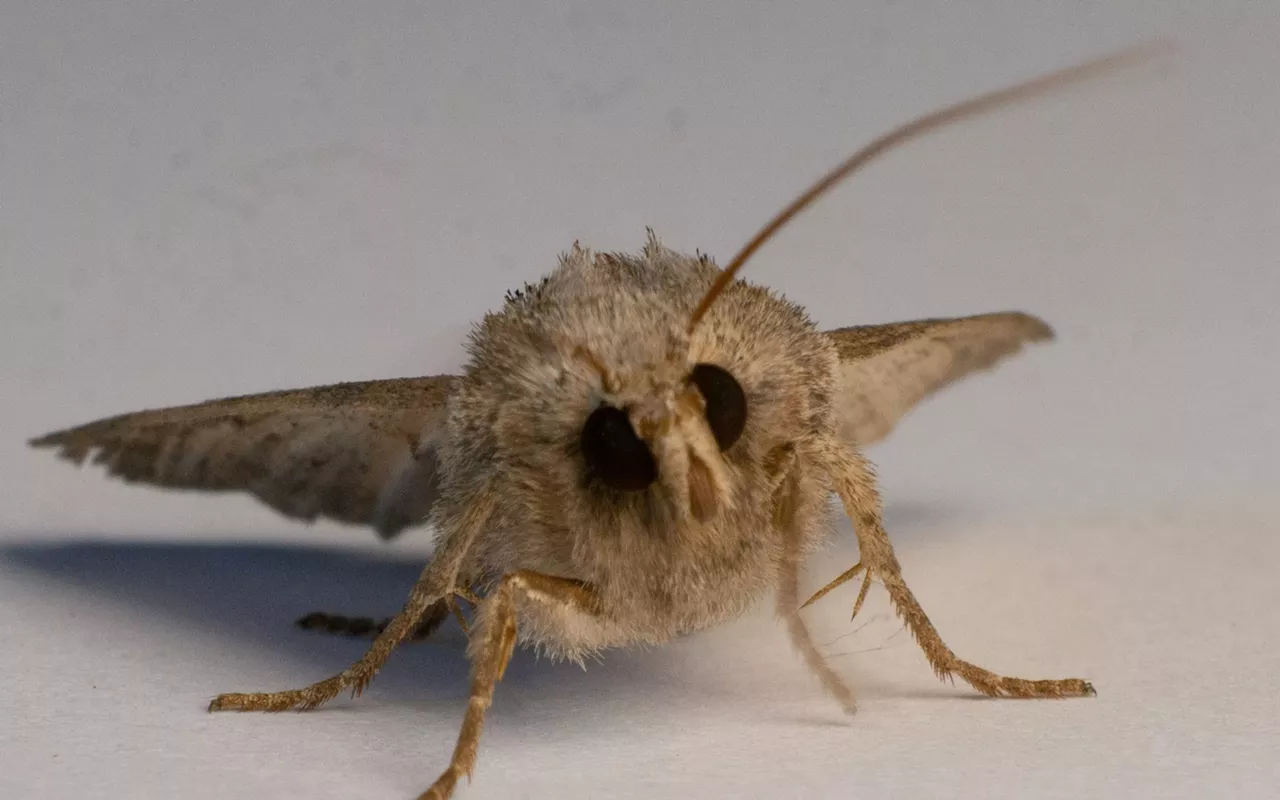 Image: Mothing at Pease Park