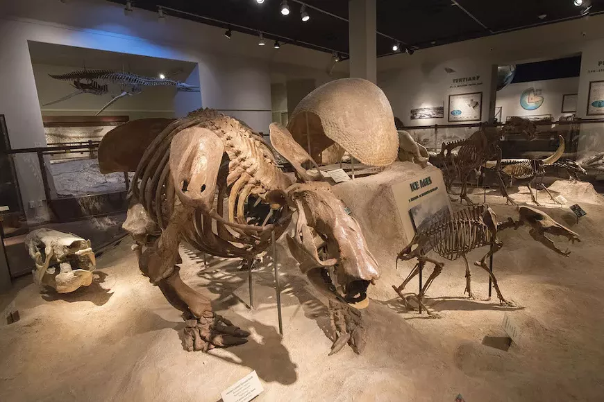 wed-national.fossil.day-ja.webp