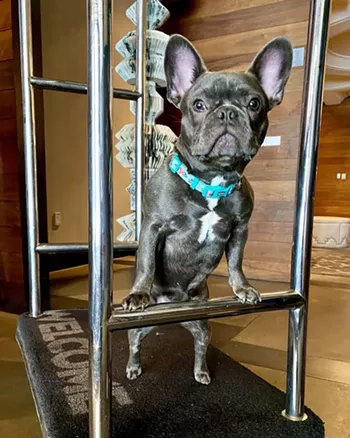 Image: National Puppy Day at TRACE
