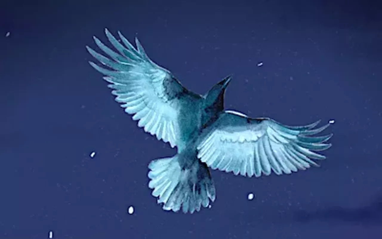 Image: Nightbird