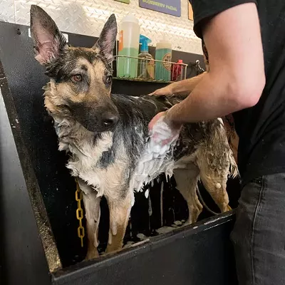 Image: Pet Grooming