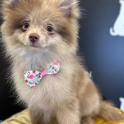 Image: Pet Grooming