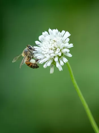 Image: Pollinator Week: Bee-o-Diversity