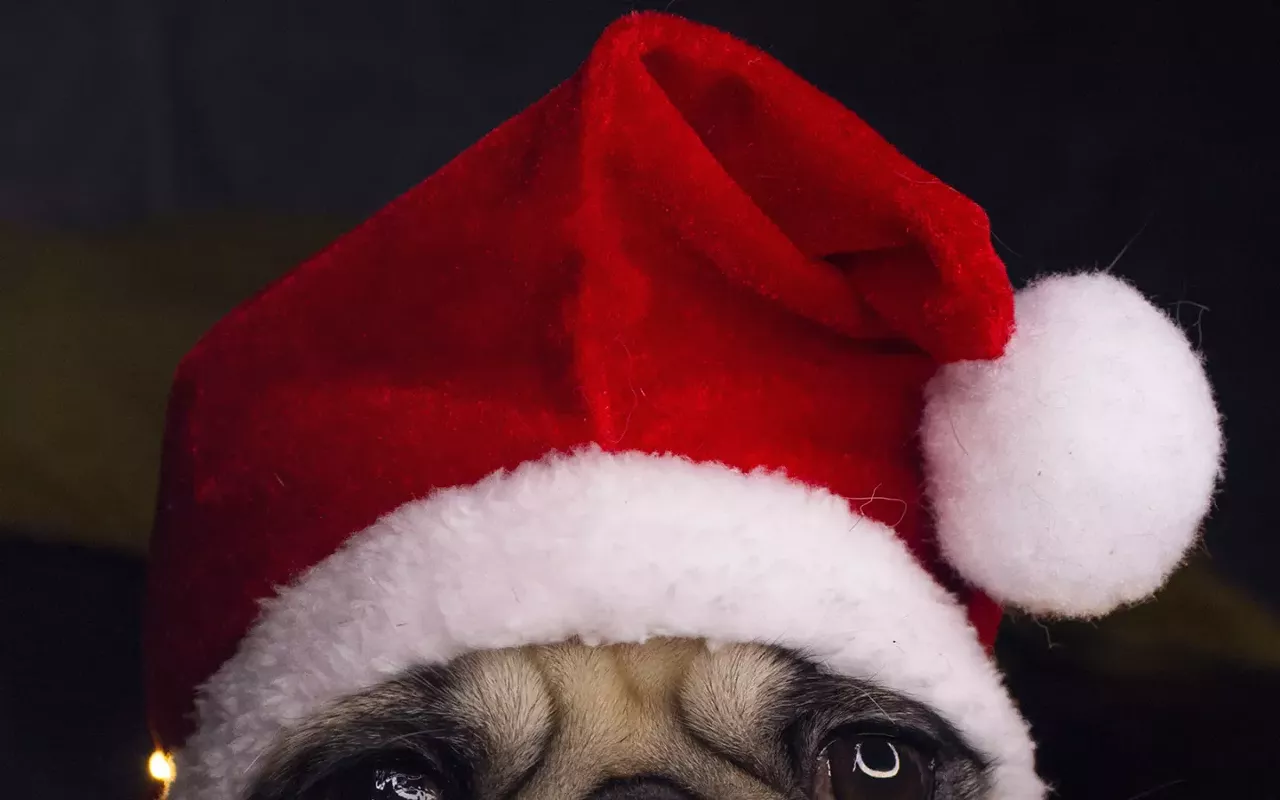 Image: Pugly Sweater Contest