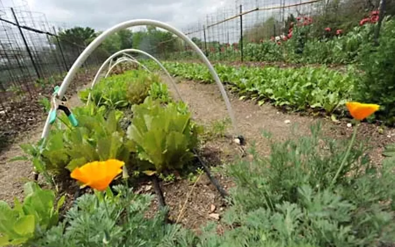 Image: Rain Lily Farm