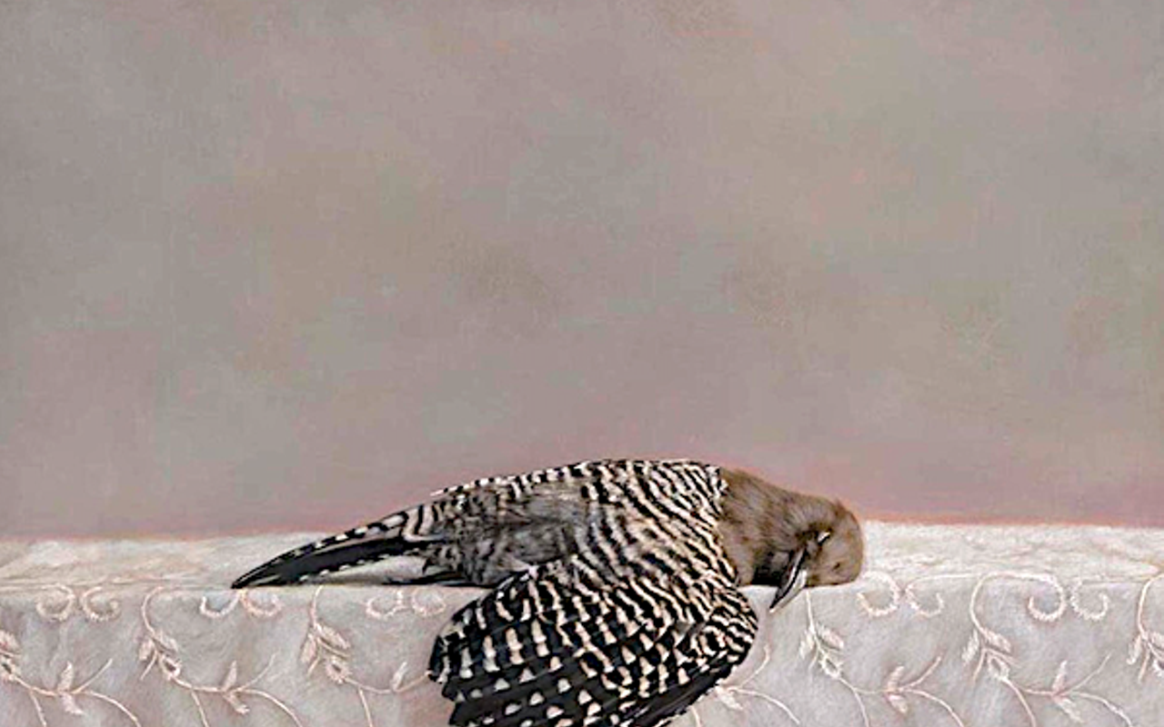 Image: Stephen L. Clark Gallery: Kate Breakey