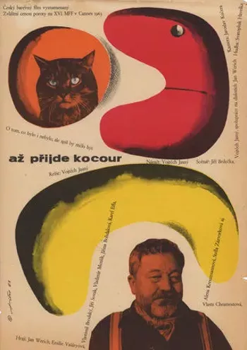 Image: The Cassandra Cat