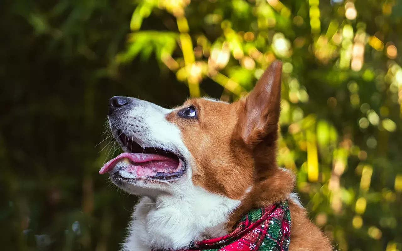 Image: The Reindeer Run: A Corgi Race