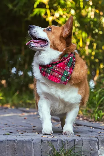 Image: The Reindeer Run: A Corgi Race