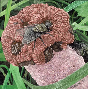 Image: Third Nature: Scenes of Urban Ecology