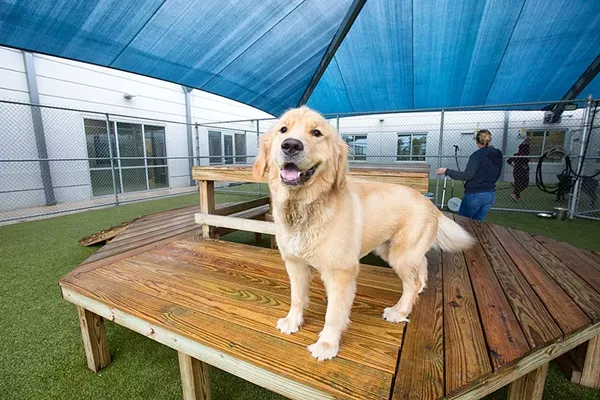Doggie Day Care