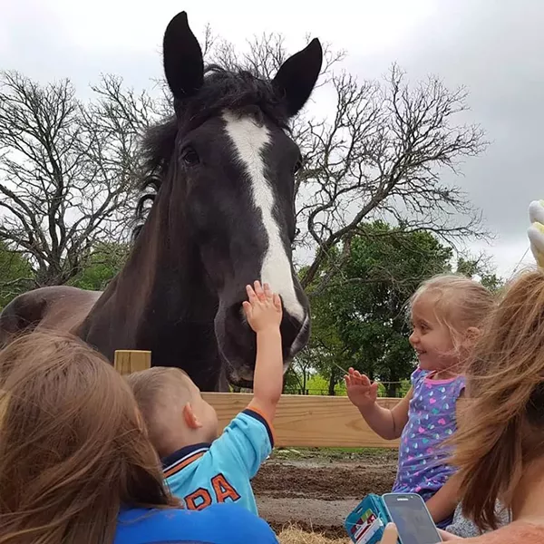 Best Way to Heal on Four Legs