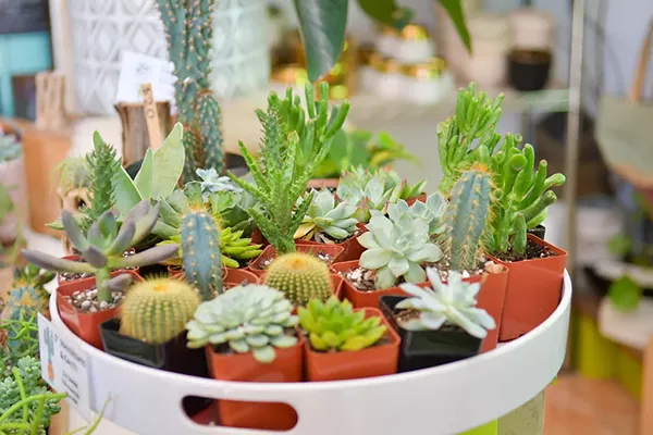 Best Way to Prick Up Your Garden