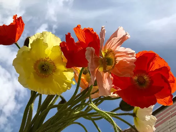 Florist