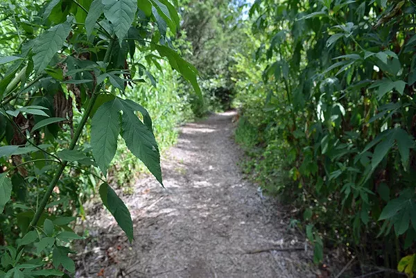 Best Hidden Hike (in the Middle of the City)
