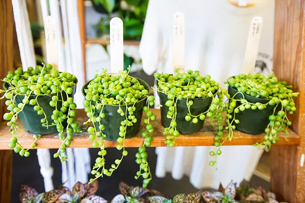 Best Place to Pick up a Philodendron for Your Favorite Person