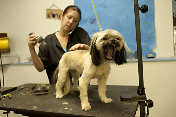 Best Pet Services